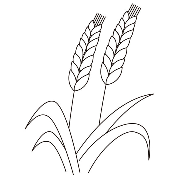 Coloring plant・Wheat